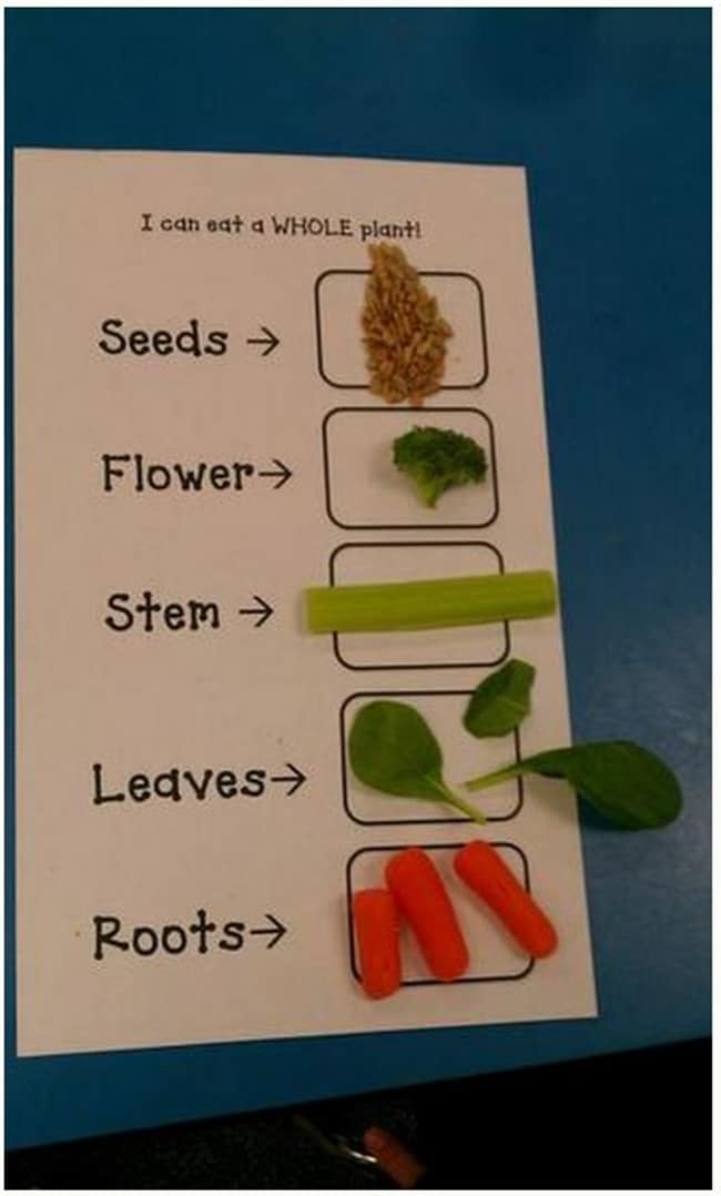 4 Easy and Quick Parts of a Plant Activities: Eating the parts of a plant - Teach Junkie