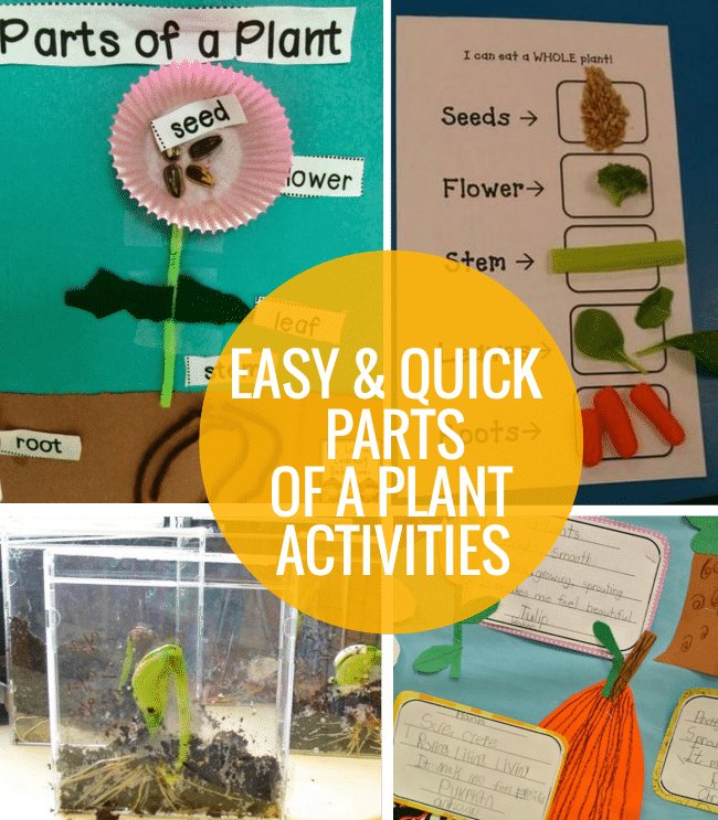 4 Simple and Quick Elements of a Plant Actions